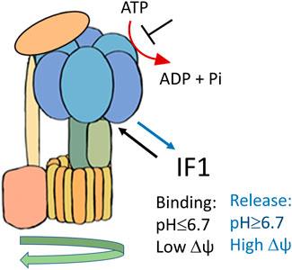 The F1Fo-ATPase inhibitor protein IF1 in pathophysiology